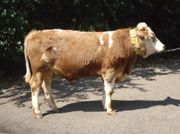 ВЕРМУТ  13624  КСС-1589